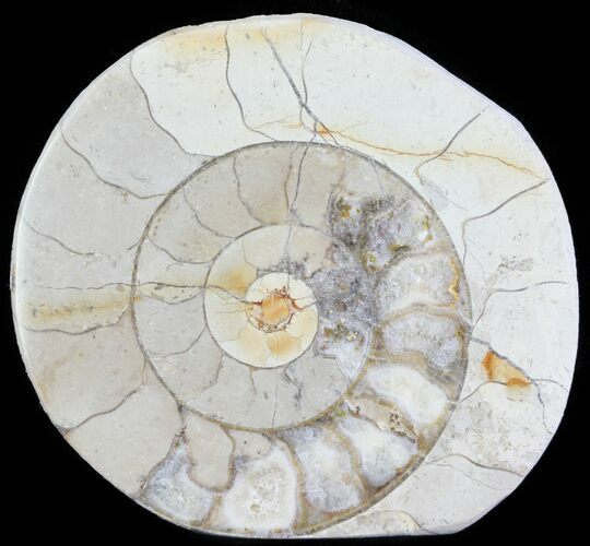 Cut and Polished Lower Jurassic Ammonite - England #62556